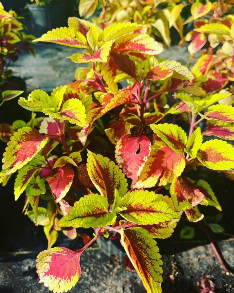 Beautiful coleus plant