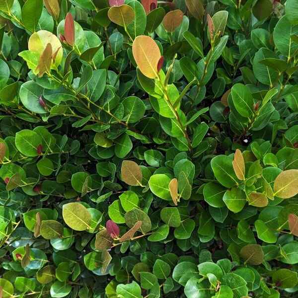 Cocoplum Hedge