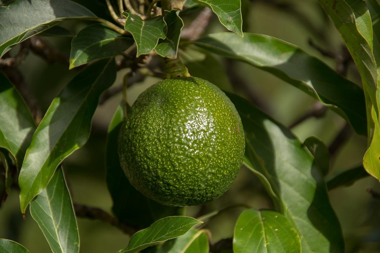 Avocado Tree. Find more Fruits and Citrus Trees at Neptune Nursery