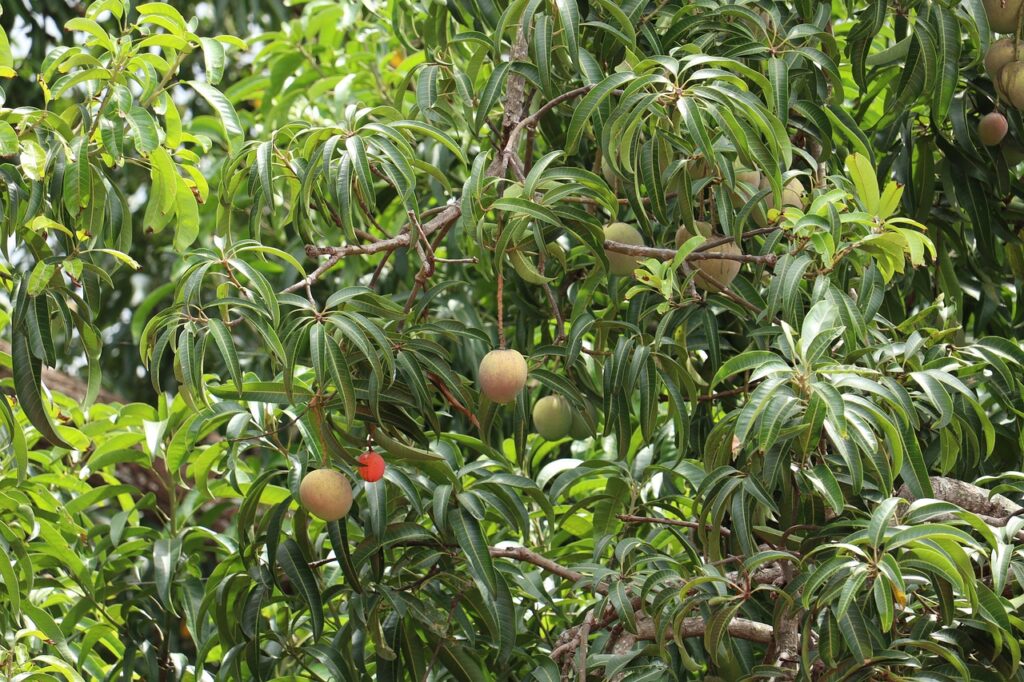 mango, fruit, nature-5326518.jpg