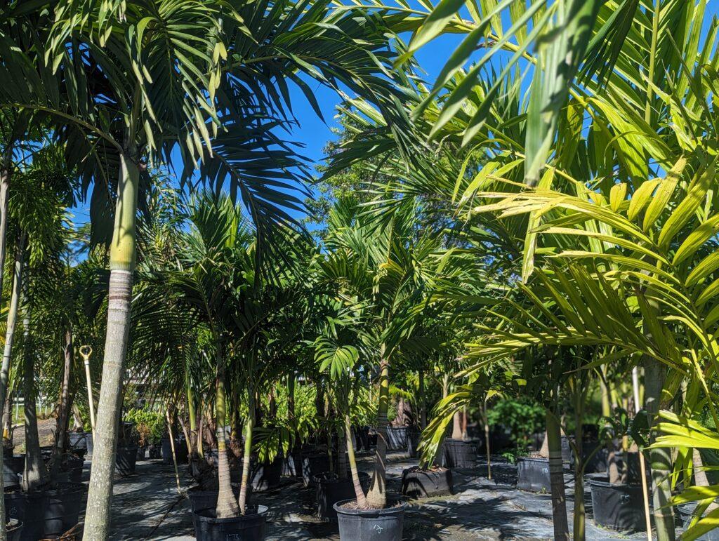 palms at neptune nursery