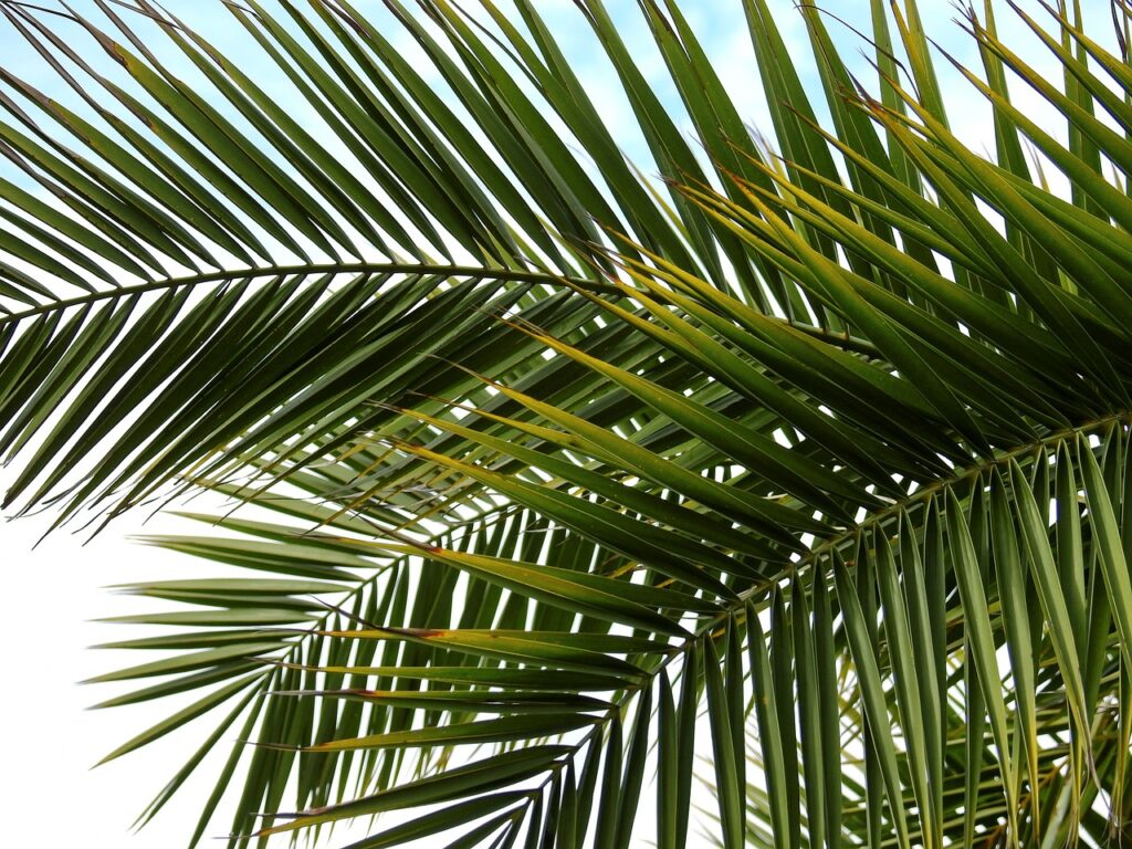 palm tree, windows wallpaper, laptop wallpaper-1614993.jpg