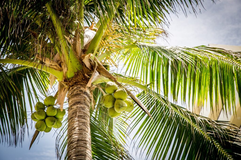 tree, palm, coconuts-1281680.jpg