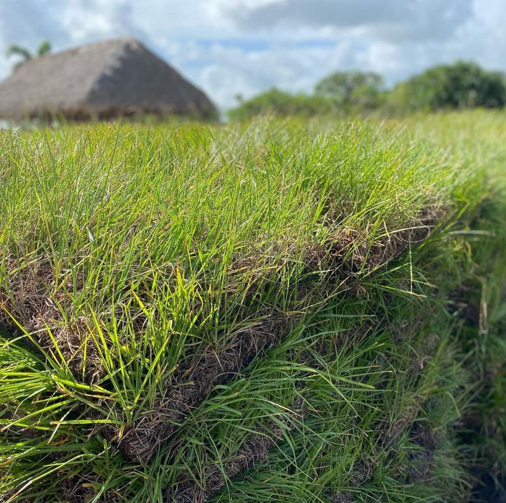 High quality bahia sod, harvested by Neptune Nursery in Treasure Coast, FL.