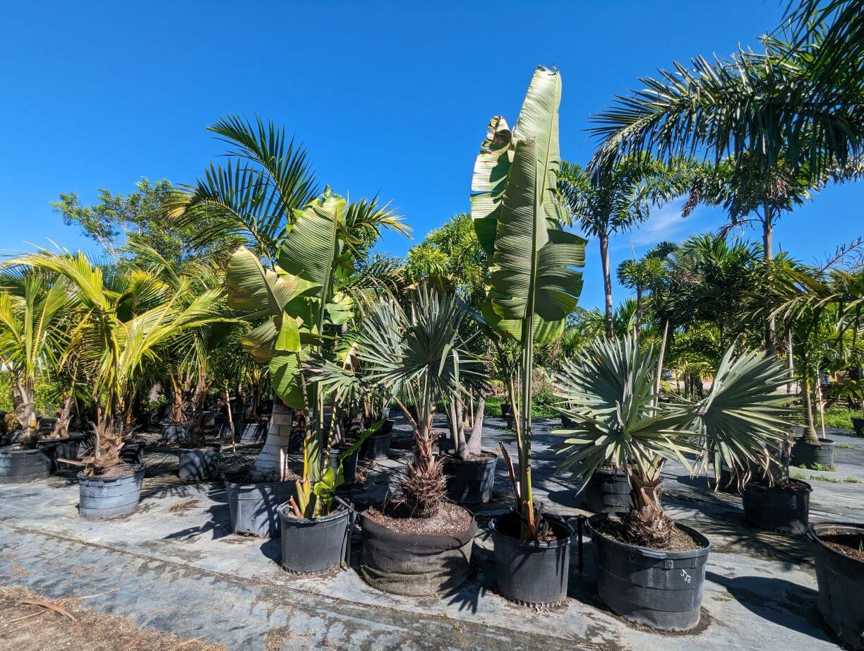 Variety of Palm Trees in Neptune Nursery