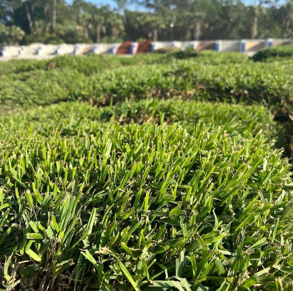 Fresh Sod in Palm City, FL