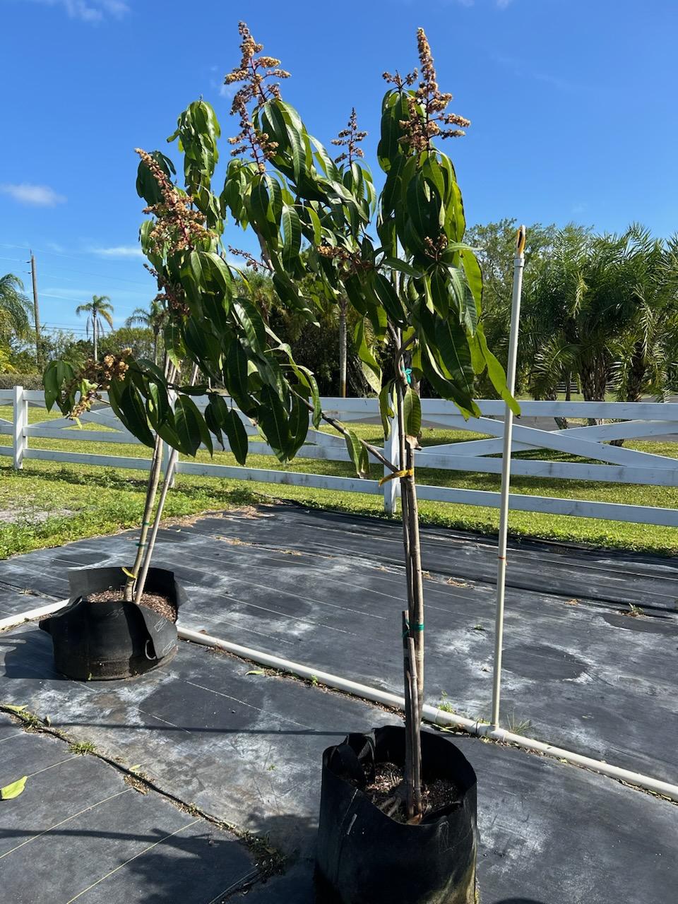 Valencia Pride Mango trees for sale at our nursery. Find the best deals