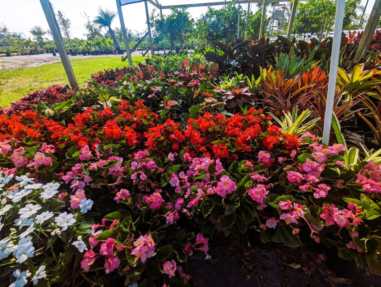 Colorful plants for sale at Neptune Nursery in Palm City, FL