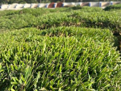 Fresh Sod in Palm City, FL