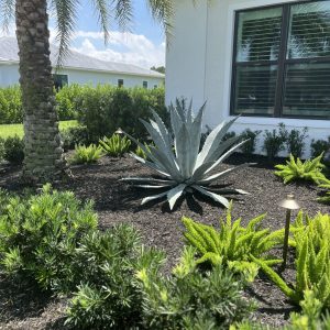 Landscape with plants by Neptune nursery in Palm City